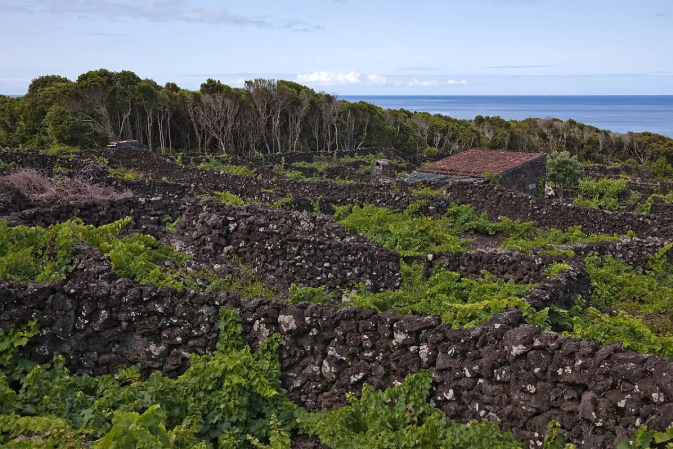Criacao Velha Vineyards Trail - Trails in Pico, Azores