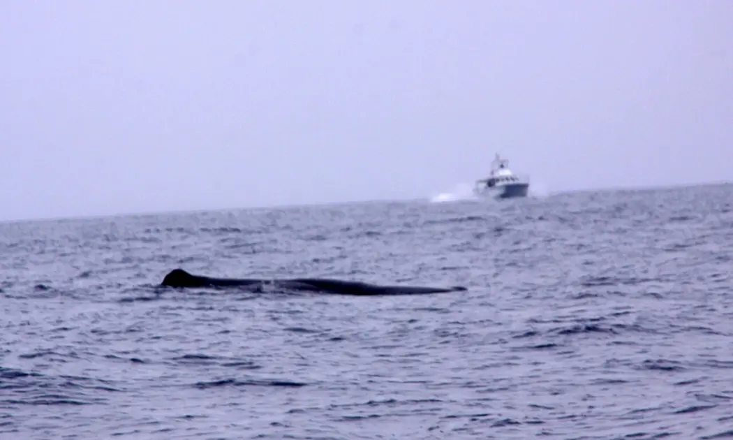 Whale Watching in the Azores: Everything You Need to Know - 2