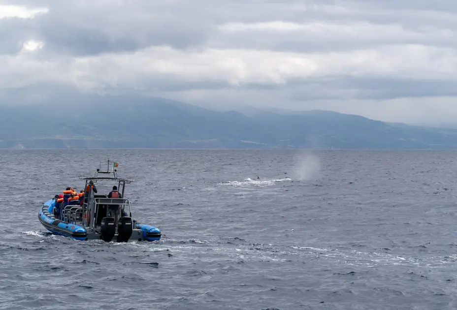 Whale Watching in the Azores: Everything You Need to Know - 1