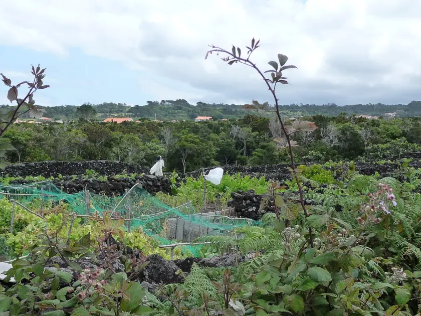 Pico Island: UNESCO Vineyards, Wine, and Volcano - 3