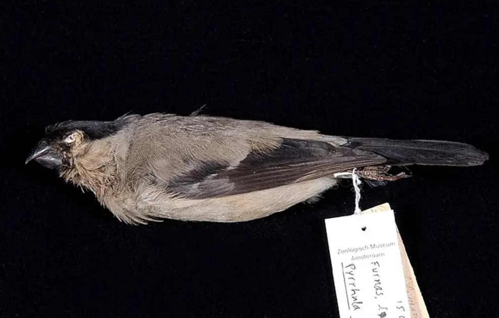 Azores Birdwatching Guide: Endemic Species, the Priolo, and the Best Spots on Every Island