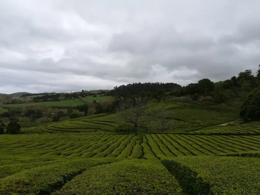 Azores Tea Plantations: Complete Guide to Gorreana & Porto Formoso