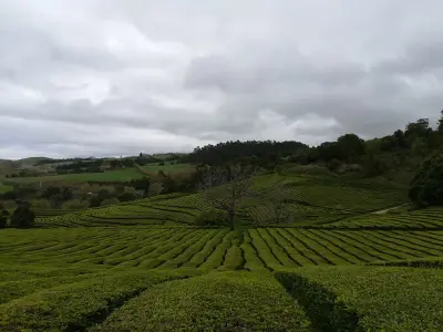 Azores Tea Plantations: Complete Guide to Gorreana & Porto Formoso