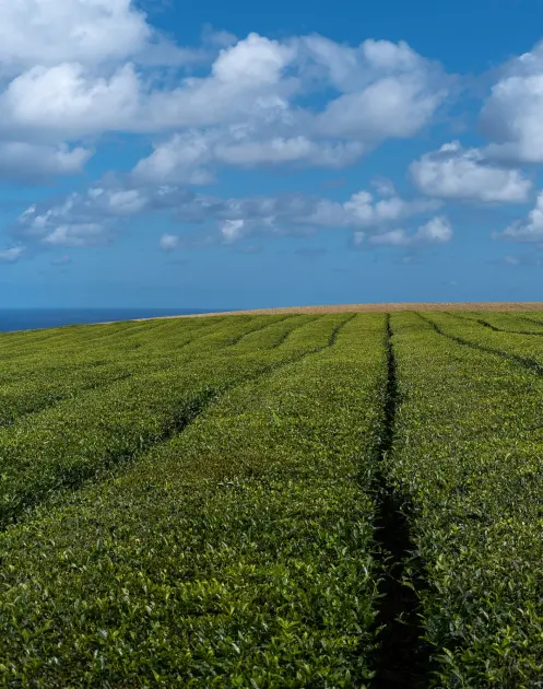 Azores Tea Plantations: Complete Guide to Gorreana & Porto Formoso - 1