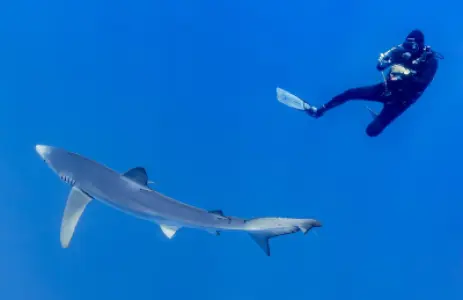 Scuba Diving with Sharks in the Azores: Princess Alice Bank, Blue Sharks and Mako