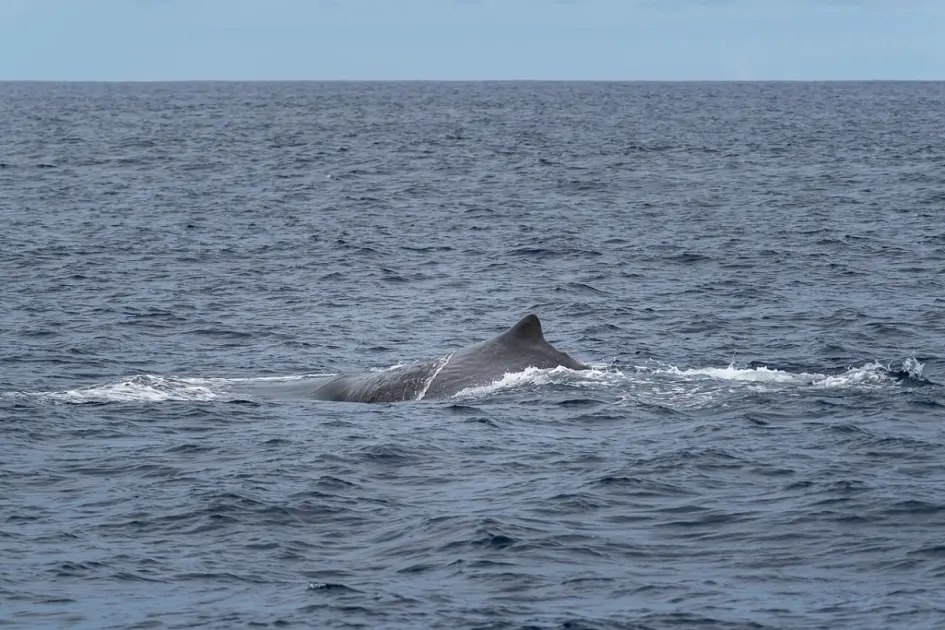 Whale Watching in the Azores: Everything You Need to Know