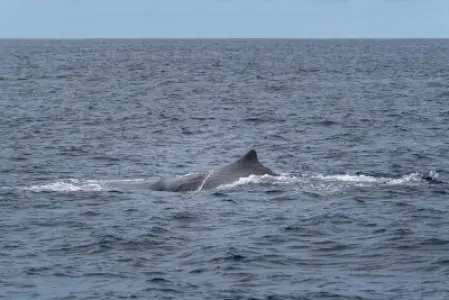Whale Watching in the Azores: Everything You Need to Know