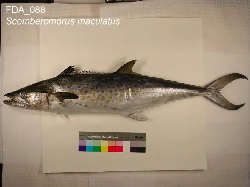 Azores Fishing Guide: Big Game, Shore Fishing, Traditional Methods & Best Operators