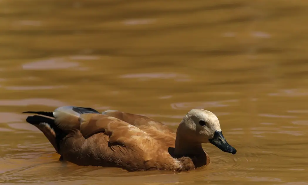 Azores Wellness & Spa Retreats: Thermal Pools, Yoga and Luxury Hotels on São Miguel
