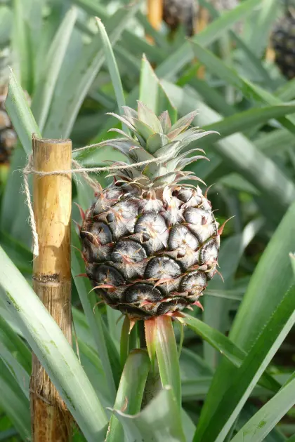 Azores Vegan & Vegetarian Food Guide: Plant-Based Restaurants, Markets & Local Produce