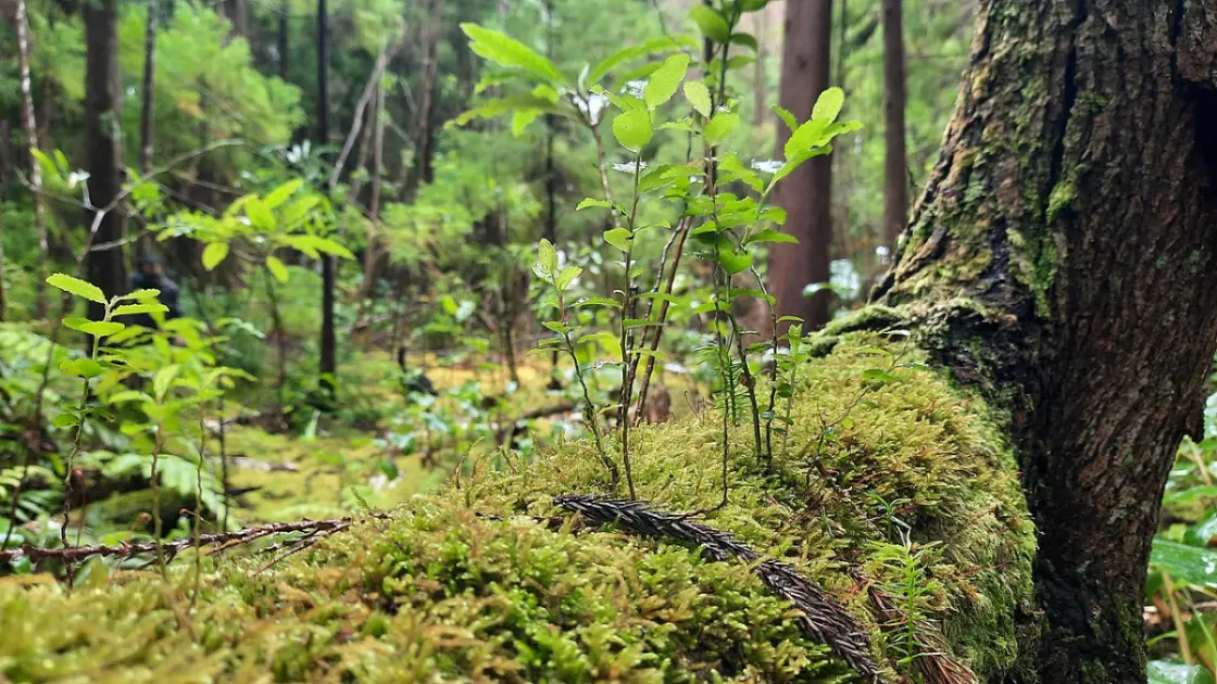 Azores: Europe's Most Sustainable Destination