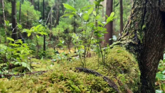 Azores: Europe's Most Sustainable Destination