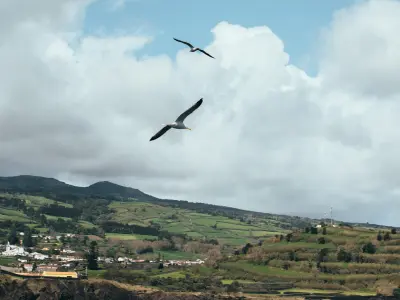 Birdwatching in Corvo