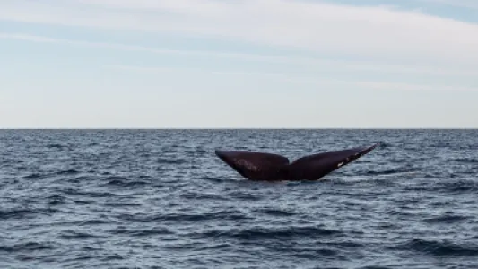 Whale Watching in the Azores: Which Island to Choose
