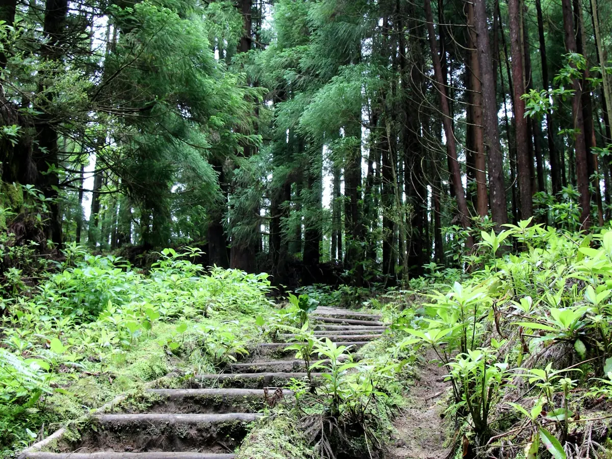 Mata do Canario Trail - Trails in Sao Miguel, Azores