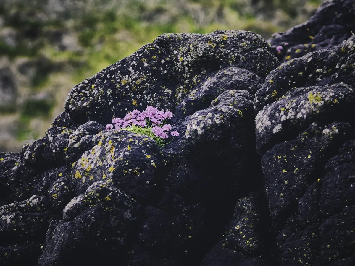 Rocha dos Bordoes Trail - Trails in Flores, Azores