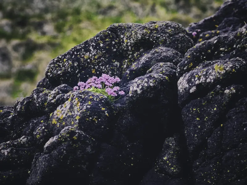 Rocha dos Bordoes Trail - Trails in Flores, Azores
