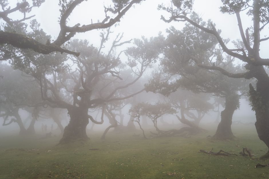 La foresta di laurisilva (Laurissilva): un ecosistema di 20 milioni di anni