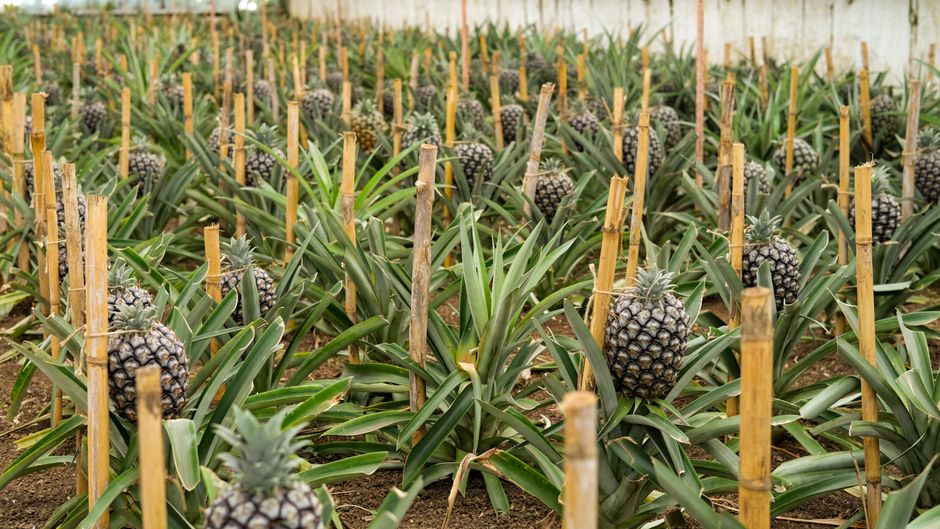 Azores Pineapple: Europe's Most Singular Fruit