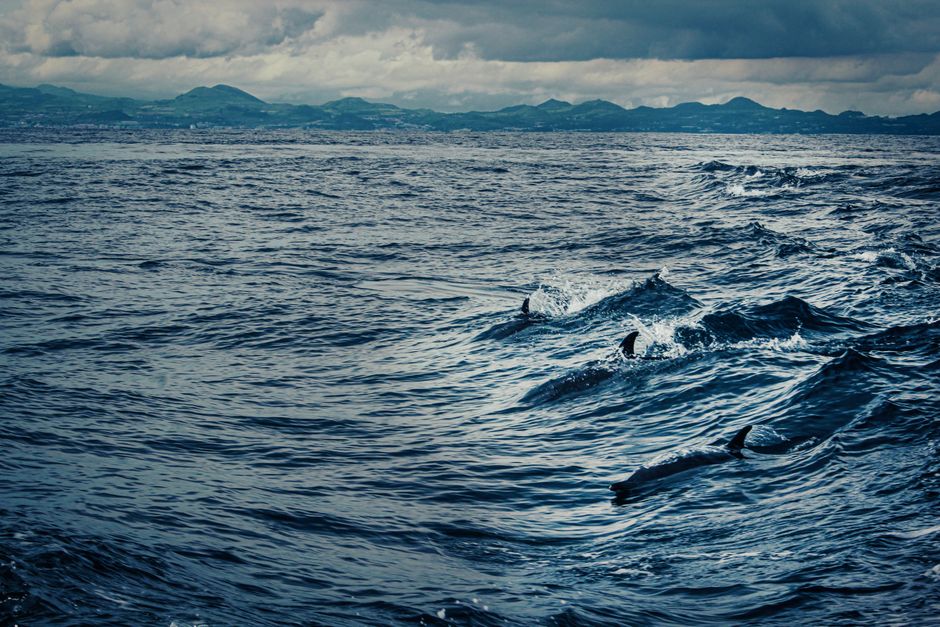 28 specie di cetacei: il quadro completo
