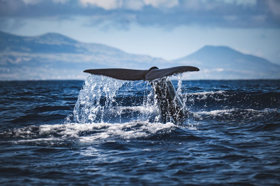 Whale Watching & Marine Life off Faial
