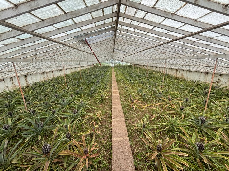 Ananas delle Azzorre