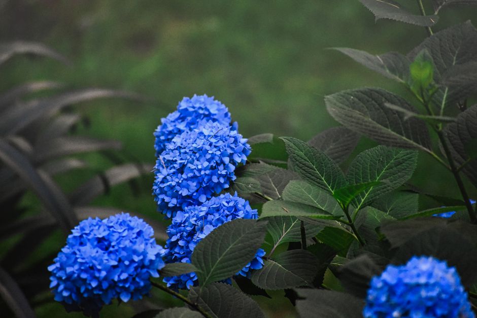 When the Hydrangeas Bloom