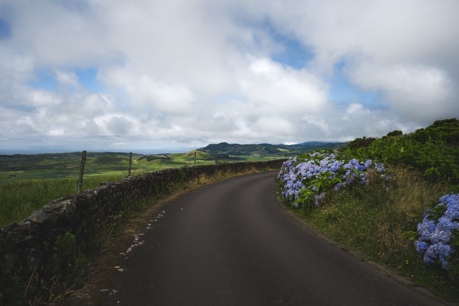 Flores, Terceira and Roadside Hedges