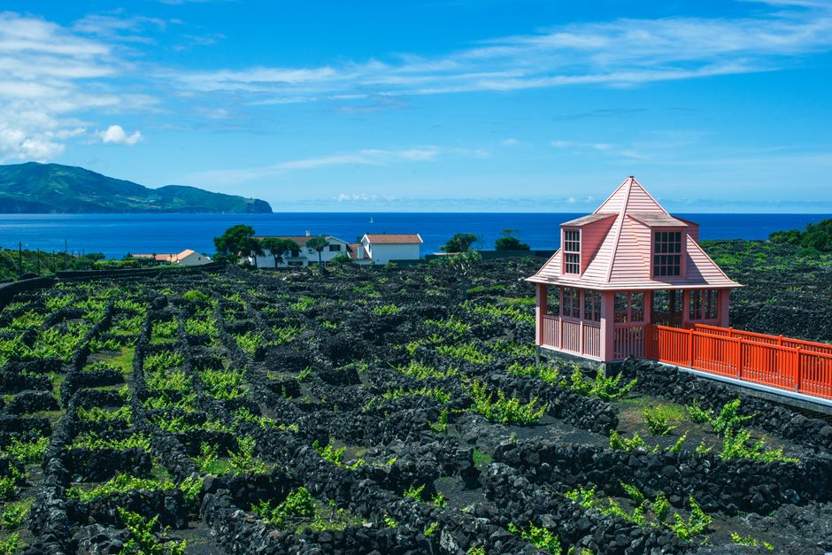 Pico Vineyards: A UNESCO World Heritage Landscape