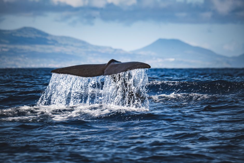 Whale Watching from Pico