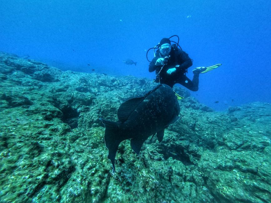 Perché immergersi alle Azzorre?