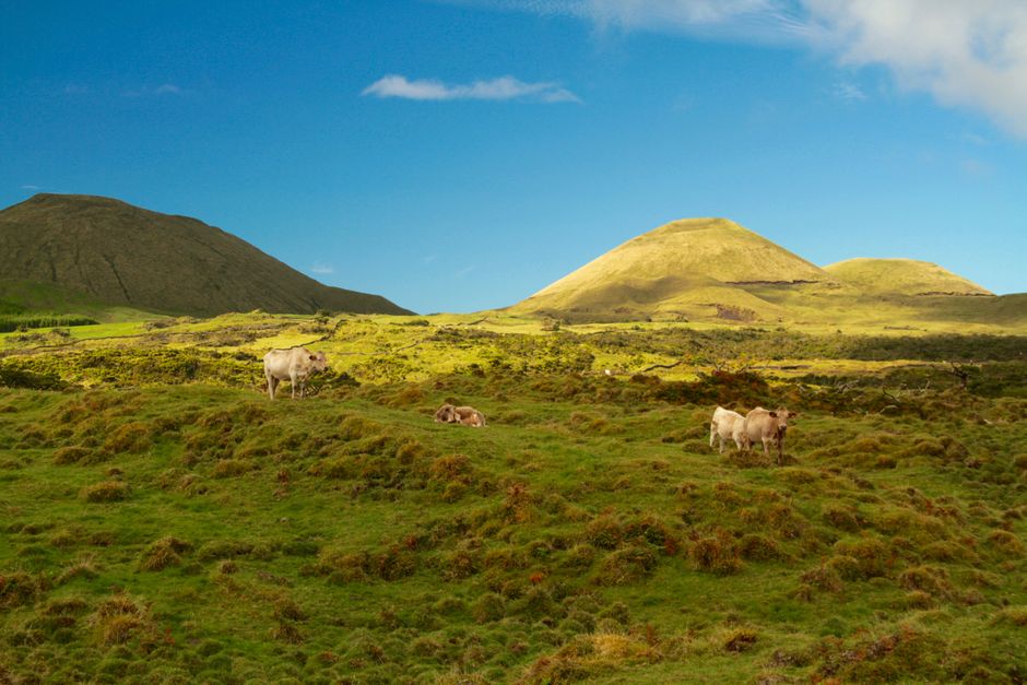 Why Is Azores Dairy So Special?