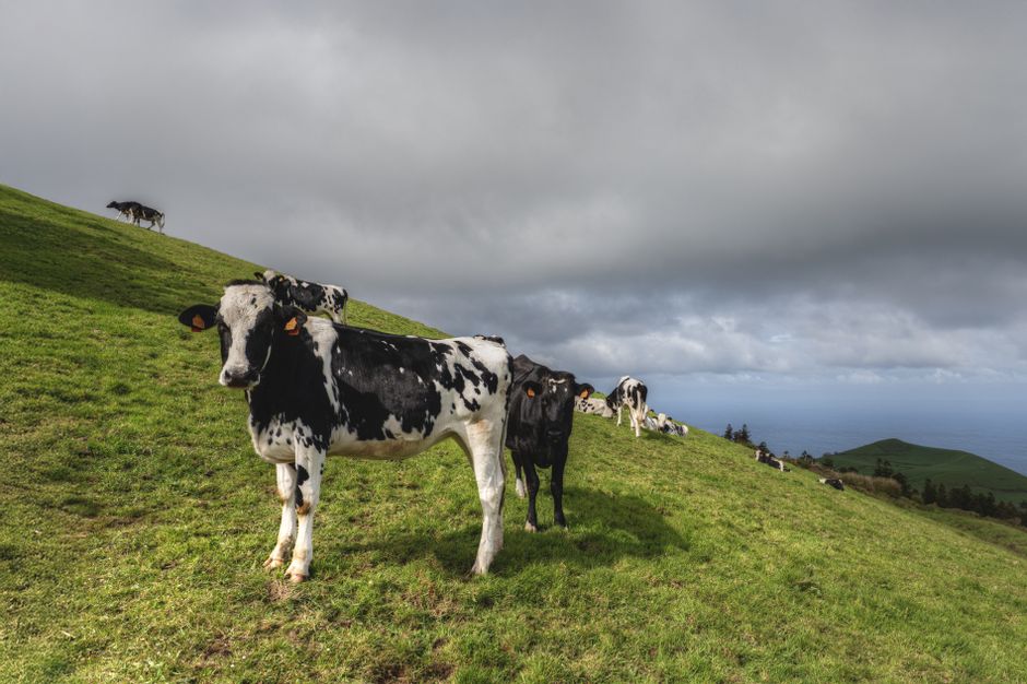 São Jorge PDO Cheese — The Crown Jewel